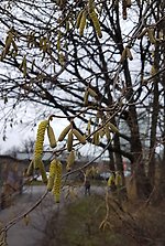 Hassel med några hängen som släpper pollen i december 2020.