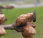Ekens blad- och blomknoppar i april. Foto: Pia Östensson