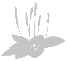 Stiliserad bild av en växt med blad och blommor, allt i grått.