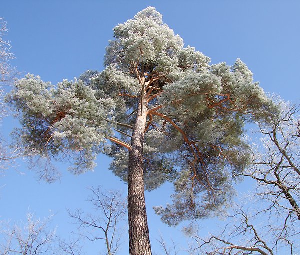 Tall - Pinus sylvestris Foto: Pia Östensson