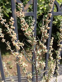 Artemisia vulgaris - gråbo. Foto: Pia Östensson