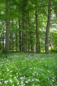 Bokskog om våren. Foto: Pia Östensson