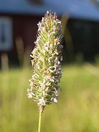 Gräset timotej. Foto Pia Östensson